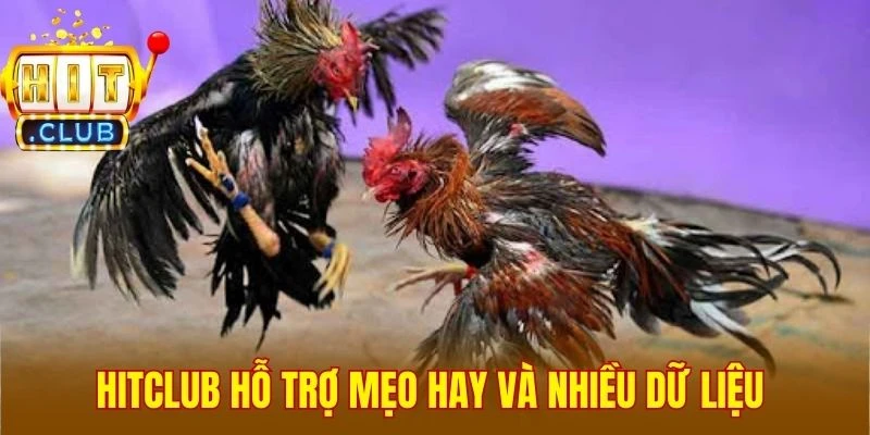 Hitclub hỗ trợ mẹo hay và nhiều dữ liệu